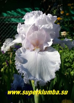 Ирис КУИН ОФ ЭНЖЕЛС  (Iris Queen of Angels)
Белый  суперкружевной с чуть лавандовым тоном, бородка белая. На цветоносе из 2-3 

ветвей до 11 бутонов. Высота  90 cм.
Цветение в июне, устойчив к болезням. НАГРАДЫ: НМ-97, АМ-99. НОВИНКА!  НЕТ В ПРОДАЖЕ
