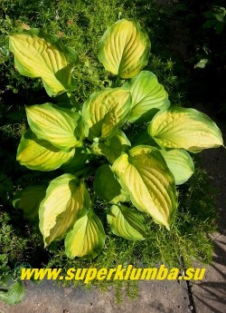 Хоста "ОРАНДЖ МАРМЕЛЕЙД" (Hosta "Orange Marmelade") Размер M-L Одна из самых ярких хост, листья широкоовальные с оттянутым острым кончиком, в начале лета оранжевые, затем желтые с сине-зелёной перьевидной каймой, цветы белые. Полутень. НОВИНКА! ЦЕНА 400 руб (1 роз)