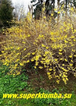 ФОРЗИЦИЯ  (Forsythia)  самый раннецветущий  кустарник,   усыпанный весной многочисленными  ярко-желтыми  цветами  похожими на колокольчики.  Высота до 3 м.  Цветение  в апреле-мае.  В суровые зимы может подмерзать.   ЦЕНА 350-450 руб  (3-4х летки)