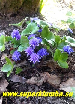 ПЕЧЕНОЧНИЦА БЛАГОРОДНАЯ «ЦЕРУЛЕА ПЛЕНА» (Hepatica nobilis f. Coerulea Plenа) печеночница с махровыми синими цветами , кустик высотой до12 см, листья трехлопастные кожистые, цветет в апреле-мае, разрастается медленно. НОВИНКА! ЦЕНА 2500 руб (1 шт)  НЕТ НА ВЕСНУ