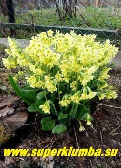ПРИМУЛА ВЫСОКАЯ  (Primula elatior)  видовая примула со светло-желтыми слегка поникающими цветами собранными  в  зонтиковидные соцветия, на высоких  цветоносах.  Родоначальница всех гибридных примул. Высота до 25 см.  Цветет с  конца апреля - начала мая 25-30 дней. НОВИНКА!  ЦЕНА 200 руб (деленка)