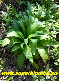 ЛУК МЕДВЕЖИЙ или ЧЕРЕМША (Allium ursinum) съедобная очень витаминная с чесночным привкусом весенняя зелень, высота 15-20 см, цветение май-июнь, ЦЕНА 200 руб (5 лук)