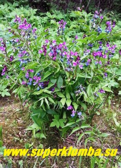 ЧИНА ВЕСЕННЯЯ (Lathyrus vernus) небольшой кустик со сложными перистыми листьями и довольно крупными соцветиями, меняющими цвет в процессе цветения от пурпурно-фиолетового до сине-голубого цвета.  Высота 35-30 см. Цветение в мае. НОВИНКА ! ЦЕНА 250 руб (делёнка)
