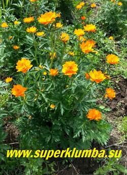 КУПАЛЬНИЦА ГИБРИДНАЯ   (Trollius hybr. `Orange Princess`)  цветки крупные  махровые  диаметром 5см, ярко-оранжевые,  листва  пальчато-раздельные, темно-зеленые; высотой до 60 см. НОВИНКА!  ЦЕНА 300 руб (делёнка)
