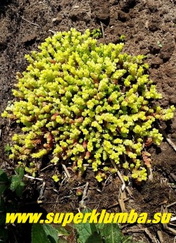 ОЧИТОК ЕДКИЙ "АУРЕУМ" (Sedum acre  f.aureum) сорт с желтыми концами побегов, особенно яркими весной,  образует дернинки до 20 см в поперечнике и до 6 см в высоту. Стебли ветвистые, густо усаженные мясистыми, темно-зелеными расположенными в очередном порядке, голыми, продолговатыми листьями. НОВИНКА! ЦЕНА 250 руб (1 деленка)