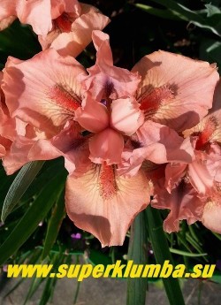 Ирис ПУССИКЭТ ПИНК (Iris Pussycat Pink) Стандартный карликовый. самый яркий розовый карлик. Ярко-розовые парящие лепестки с ярко-красной бородкой. Высота 30 см. НОВИНКА! ЦЕНА 250 руб (1 шт)