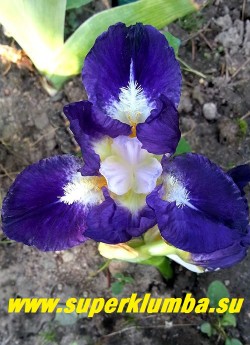 Ирис ТРАЖЕКТОРИ (Iris Trajektory) Стандартный карликовый. 

 Темный контрастный пурпурно-синий цветок с белым сигналом на фолах, вокруг желтых бородок с большими белыми кончиками. Ароматный.
Высота цветоноса 30-40 см. 
НОВИНКА! ЦЕНА 250 руб