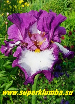 Ирис ФУТЛУЗ (Iris Footloose) Белый с пурпурно-фиолетовой пликатой по краям лепестков и желтой бородкой. Гофрированный, обильный, цветки устойчивы к непогоде. Средне-раннего срока цветения. Награды: НМ-95. НОВИНКА! ЦЕНА 350 руб