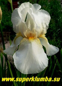 Ирис ВИНТЕР КАНИВАЛ (Iris Winter Carnival) белые крупные цветы со слегка волнистыми краями, бородка желтая. Крайне неприхотливый, обильноцветущий. Высота 90см. НОВИНКА! ЦЕНА 150 руб (1 шт) или 250 (кустик из 2-3 шт)