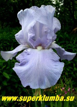 Ирис ЭЛЕАНОРС ПРАЙД (Iris Eleanor's Pride) абсолютно чистый небесно-голубой  цвет, очень крупный, слегка гофрированный цветок с белой бородкой, нежный!   На цветоносе до 10 цветков!  Один из  красивейших и неприхотливых сортов.  Цветет июнь-июль, высота до 105 см!  Награды:  HM-56, AM-58, DM-61.   ЦЕНА 250 руб(1 шт) или 400 (кустик из 2-3 шт)