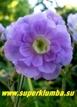 ГЕРАНЬ ЛУГОВАЯ "Саммер скайз" (Geranium  pratense "Summer Skies")
Цветок крупным планом.  Цветы практически идеальной формы, цветение очень длительное с июня.  Солнце-полутень. НОВИНКА! ЦЕНА 400 руб