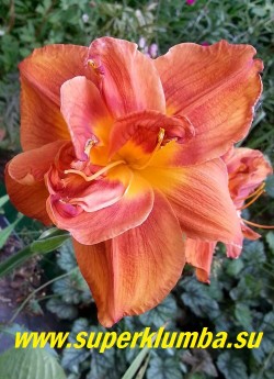 Лилейник МЭРИ БРАУН (Hemerocallis Mary Brown) Махровый цветок тёплого медно-красно-оранжевого цвета с кирпичным глазом и желтым горлом, лепестки гофрированы, диаметр цветка 14 см. Высота — 81 см. ЦЕНА 600 руб (1 шт). НЕТ НА ВЕСНУ