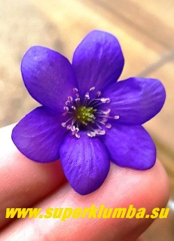 ПЕЧЕНОЧНИЦА БЛАГОРОДНАЯ  "ВАЙОЛЕТ" (Hepatica nobilis var. violet)  Цветок в начале роспуска. НОВИНКА! НЕТ В ПРОДАЖЕ