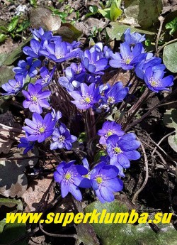 ПЕЧЕНОЧНИЦА БЛАГОРОДНАЯ ФОРМА КРУПНОЦВЕТКОВАЯ  
 (Hepatica nobilis var.nobilis f.Grandiflora) печеночница с крупными диаметром 3-4 см  ярко сине-голубыми  цветами, листва крупная кожистая трехлопастная,  цветет в апреле-мае, ЦЕНА 350 руб (1 делёнка )