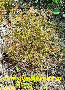 ВОЛЖАНКА ДВУДОМНАЯ «Кнейфи» (Aruncus dioicus f. Kneifii)  Весной листва  имеет красноватый оттенок. НОВИНКА! ЦЕНА 350 руб (делёнка)