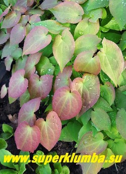 ГОРЯНКА КРУПНОЦВЕТКОВАЯ "Кримсон бьюти" (Epimedium grandiflorum "Crimson beauty") Молодая листва  малиново-розовая.  ЦЕНА 800 руб  (1 делёнка)