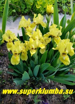 Ирис БРЭССИ (Iris Brassie) куст в саду.  ЦЕНА 200 руб