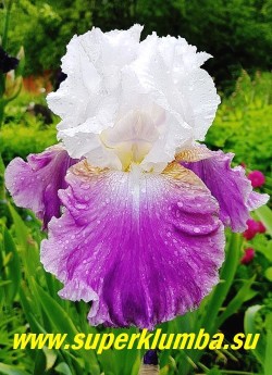 Ирис ДЖАЗЗЕД АП (Iris Jazzed Up) огромный гофрированный цветок с белыми стандартами и широкими розово-сиреневыми фоллами. Высота 70-100см, Среднего срока цветения. Награды: НМ-96. НОВИНКА! ЦЕНА 450 руб  НЕТ НА ВЕСНУ
