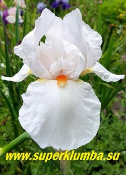 Ирис ФРОСТ ЭНД ФЛЕЙМ (Iris Frost and Flame)
Чисто-белый с контрастной красной бородкой. Слегка гофрирован, довольно крупный.   Среднего срока цветения. Неприхотлив, стабильное цветение.  Высота 80 см .

НОВИНКА!  ЦЕНА 250 руб
