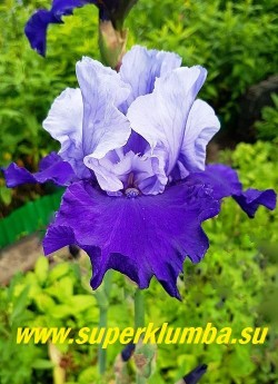 Ирис ПРАУД ТРАДИШН (Iris Proud Tradition) Schreiner/1990.   Крупный сильно гофрированный цветок, верхние лепестки голубые, нижние синие, бородка синяя с желтым верхом. Срок цветения - средне-ранний . Высота 90 см. Награды: НМ-92, АМ-94. ЦЕНА 350 руб