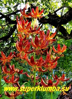 Лилия МАРТАГОН  гибрид  "АРАБИАН НАЙТ" (Lilium martagon "Arabian Knight").  Соцветие  может  насчитывать до 30 цветков.  Высота 80-150 см.  Цветет в июле-августе. ЦЕНА 600 руб (1 шт)