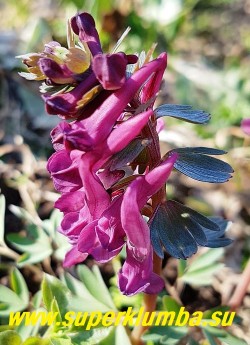 ХОХЛАТКА ГАЛЛЕРА / ПЛОТНАЯ "Пурпурная"   (Corydalis solida "Purple")  хохлатка с яркими насыщенно пурпурными цветами. Цветет в апреле-мае. Высота 10-20 см. НОВИНКА!  ЦЕНА 300 руб  (1 шт)