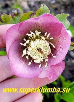 МОРОЗНИК ВОСТОЧНЫЙ «Розеум» (Нelleborus orientalis «Roseum»)   В конце цветения цветы приобретают зеленоватый оттенок. НОВИНКА! НЕТ В ПРОДАЖЕ
