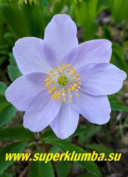 АНЕМОНА ДУБРАВНАЯ «Роял Блу» (Anemone nemorosa «Royal Blue»)  Высокий  с очень крупными нежно-голубыми цветами сорт, диаметр цветка 5-6 см, высота растения 17 см, цветет с мая. Полутень. Эфемероид. ЦЕНА 450 руб (делёнка)