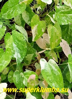 ГОРЯНКА  ВЕЧНОЗЕЛЕНАЯ "Кремсикл" (Epimedium sempervirens 'Creamsickle')  В окраске молодой листвы преобладают   розовые оттенки.  НОВИНКА!  ЦЕНА 2000 руб (1 делёнка)