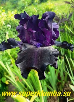 Ирис ГОСТ ТРЕЙН (Iris Ghost Train) Сильно гофрированный черный ирис с цветками идеальной формы на высоких стройных цветоносах. Среднего срока цветения. Награды: НС-99, HM-02, AM-04. НОВИНКА! ЦЕНА 400 руб