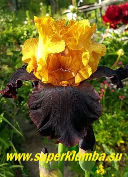 Ирис ВИДЖИЛАНТЕ (Iris Vigilante) Гофрированные карамельно-желтые верхние лепестки и бархатные вишнево-каштановые нижние. Бородка горчично-желтая.  НМ-93, АМ-95. НОВИНКА! ЦЕНА 350 р