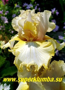 Ирис ЛЭЙСЕД ДЕЗИ (Iris Laced Daisy) Крупные сильно гофрированные с бахромчатыми краями цветки с широкими лепестками. Лепестки светло-желтые, в центре нижних лепестков широкое белое пятно, бородка светло-желтая. Сорт отличается обильным, продолжительным цветением. Срок цветения — средний. НОВИНКА! ЦЕНА 400 руб