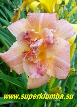 Лилейник ДАБЛИН ЭЛЕЙН (Hemerocallis Dublin Elaine) великолепный розовый махровый цветок с зеленоватым горлом, диаметр 13 см, высота 70 см. Среднего срок цветения. НОВИНКА! ЦЕНА 450 руб НЕТ НА ВЕСНУ.