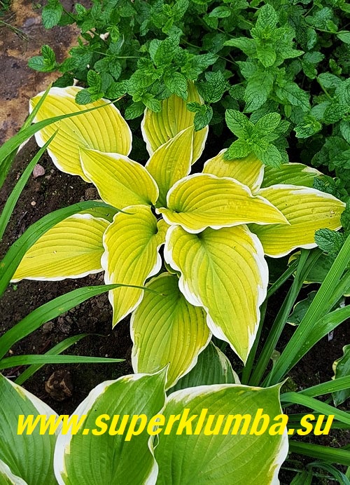 1 Hosta Lakeside Cha Cha