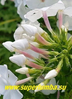 Флокс метельчатый  МЕРЛИНКА (Phlox paniculata  Merlinka)  на фото розовая окраска  трубки цветка.
 НОВИНКА!  ЦЕНА 250 руб (1 шт)  или   500 руб (кустик: 3-4 шт)