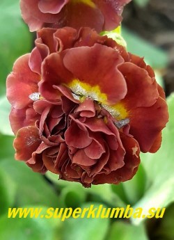 Примула ушковая махровая "ФОРЕСТ ГЛОУ" (Primula auricula Forest  Glow) Цветок крупным планом. НОВИНКА!  ЦЕНА 900 руб (штука)
