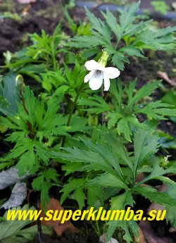 ФИАЛКА БУТЕНЕЛИСТНАЯ вар. Зибольда 
 Широбана (Viola chaerophylloides var. sieboldiana Shirobana) Достаточно редкая фиалка  родом из Азии,  необычная красивая мелкорассеченная  листва, крупные     бело-розовые цветы, 
 начинает цвести в апреле-мае, имеет очень приятный запах. НОВИНКА!  ЦЕНА 450 руб (1 шт)
