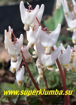 ДИЦЕНТРА КЛОБУЧКОВАЯ (Dicentra сuсcularia) цветы крупным планом. НОВИНКА! РЕДКОЕ! ЦЕНА 450 руб  НЕТ НА ВЕСНУ