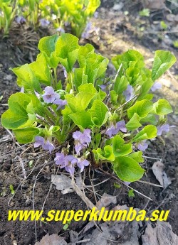 ФИАЛКА УДИВИТЕЛЬНАЯ (Viola mirabilis) Многолетняя. Цветет в конце апреля - начале мая 2-мя типами цветов: стерильными светлосиреневыми ароматными цветами (на фото) и зеленоватыми мелкими цветами развивающимися в пазухах верхушечных листьев , которые образуют семена, высота 20- 30 см, ЦЕНА 200 руб. (1 дел)
