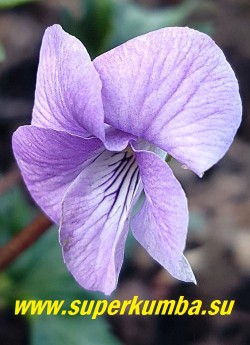 ФИАЛКА КОРЕЙСКАЯ "Серебряный самурай" (Viola coreana ''Silver samurai'') Цветок крупным планом. ЦЕНА 350 руб (1 шт)