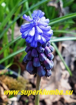МУСКАРИ ШИРОКОЛИСТНЫЙ (Мuscari latifolium) Нижние цветки в соцветии темно-фиолетовые, верхние голубые.  НОВИНКА! НЕТ В ПРОДАЖЕ.