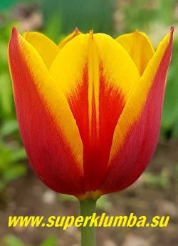 Тюльпан  ДЕНМАРК (Tulipa Denmark) класс «триумф».  Очень яркий красно-желтый биколор. Солнечно-желтые лепестки будто облиты алым румянцем, а к донцу становятся оранжевыми. Растения крепкие, невысокие, среднего срока цветения. Высота 40-60см НЕТ В ПРОДАЖЕ