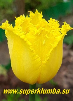 Тюльпан ГАМИЛЬТОН (Tulipa  Hamilton) Один из лучших желтых сортов в группе бахромчатых тюльпанов. Красивая форма цветочного бокала и оригинальная игольчатая опушка по краю лепестков. НЕТ В ПРОДАЖЕ