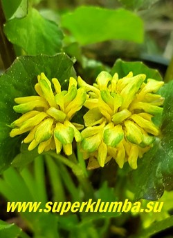 ЧИСТЯК ВЕСЕННИЙ "Грин петал" (Ranunculus ficaria "Green Petal") Исключительная и очень необычная форма с полностью махровыми, изумрудно-зелеными цветами с желтым основанием.
 Листва от бурой до темно-зеленой с серебристыми вкраплениями.  НОВИНКА!   ЦЕНА 800 руб