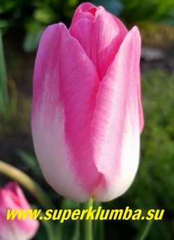 Тюльпан  ДИНАСТИЯ  (Tulipa Dynasty)  класс "триумф".  Крупные бутоны, окрашенные у основания лепестков в белый цвет, который плавно переходит в нежный розовый оттенок, имеют классическую форму бокала с высотой до 9 см.,  крепкие до 45 см цветоносы. НЕТ В ПРОДАЖЕ