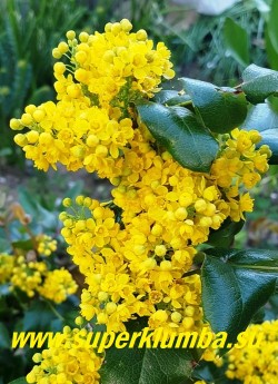 В мае МАГОНИЯ ПАДУБОЛИСТНАЯ (Мahonia aquifolia) пышно цветет душистыми желтые цветками в кистевидных соцветиях. ЦЕНА 300-500 руб (3-5 летки)