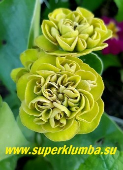Примула ушковая махровая КАФЕ О ЛЕ (Primula auricula Cafe Au Lait) Горчично-зеленые, густо махровые цветки. высота до 15см, цветет май-июнь.  НОВИНКА! ЦЕНА 900 руб (штука) НЕТ НА ВЕСНУ.