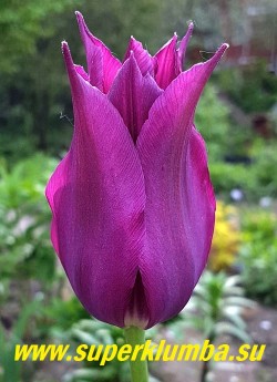 Тюльпан ЙУМИ НО МУРАСАКИ (Tulipa lilyflowered Yume no Murasaki)  Лилиецветный  поздноцветущий сорт. Цвет цветка пурпурно-фиолетовый. Высота растения 50-60 см. НОВИНКА! ЦЕНА 100 руб (1 лук)