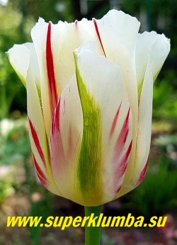 Тюльпан ФЛЕМИНГ СПРИНГ ГРИН (Tulip Flaming Springgreen) зеленоцветковый. 
 Яркий и особенный:  белые лепестки с зеленой спинкой и  контрастными продольными  малиново-красными полосами. Бутон  в форме вазы. Высота до 50 см, среднепоздний, долгоцветущий. НОВИНКА! ЦЕНА 100 руб (1 лук)