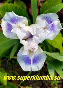 Ирис ДИГГЛЗ( Iris 'Diggles') SDB/Sterling Innerst/ 1999/ 38см, цветение в конце среднего сезона. Белый  с  голубым пятном на нижних лепестках, бородка золотая с  белым кончиком. НОВИНКА! ЦЕНА 250 руб.